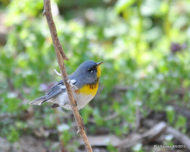 happy-bird